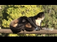 Monkey 2 938
